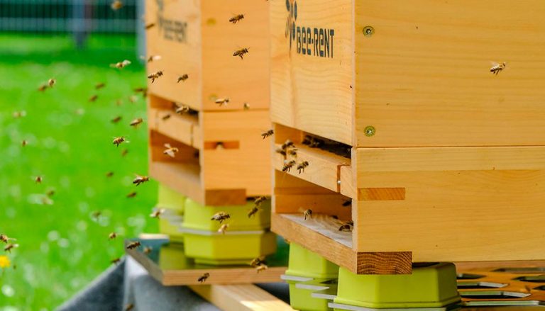 DESARROLLADAS COLMENAS INTELIGENTES QUE MEDIANTE IOT PUEDEN SALVAR A LAS ABEJAS